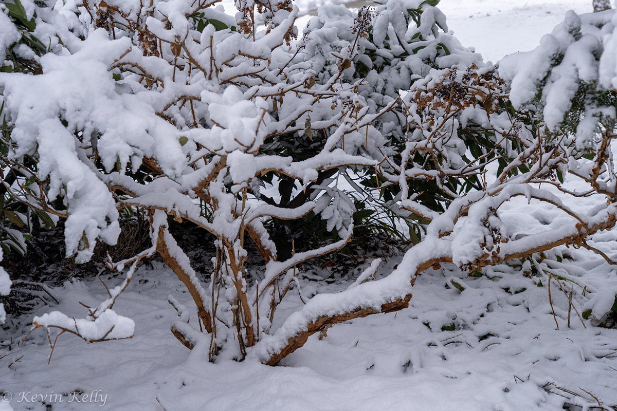 oakleaf hydrangea in winter