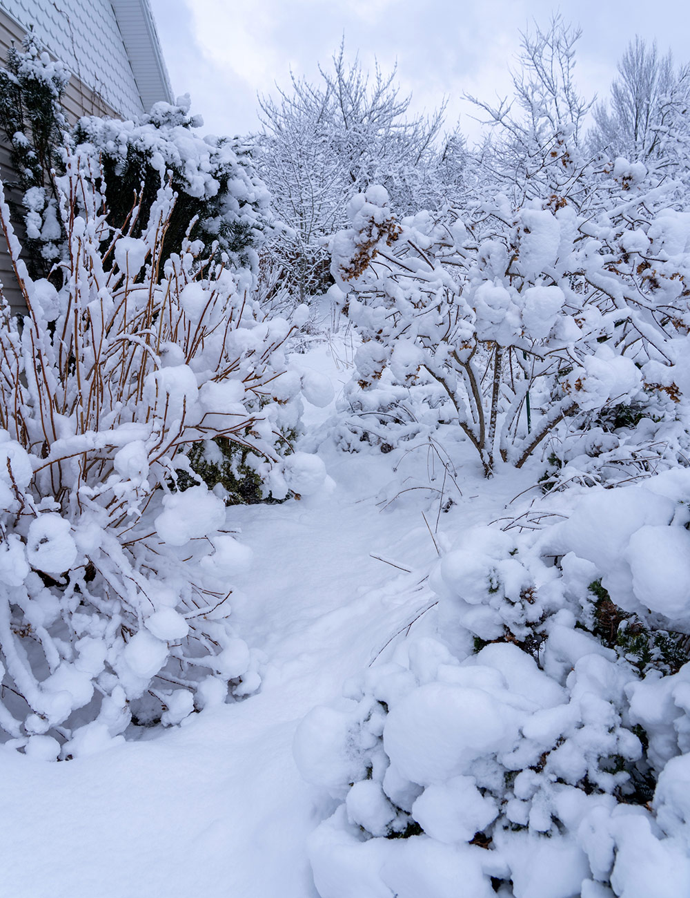 garden path covered in snow