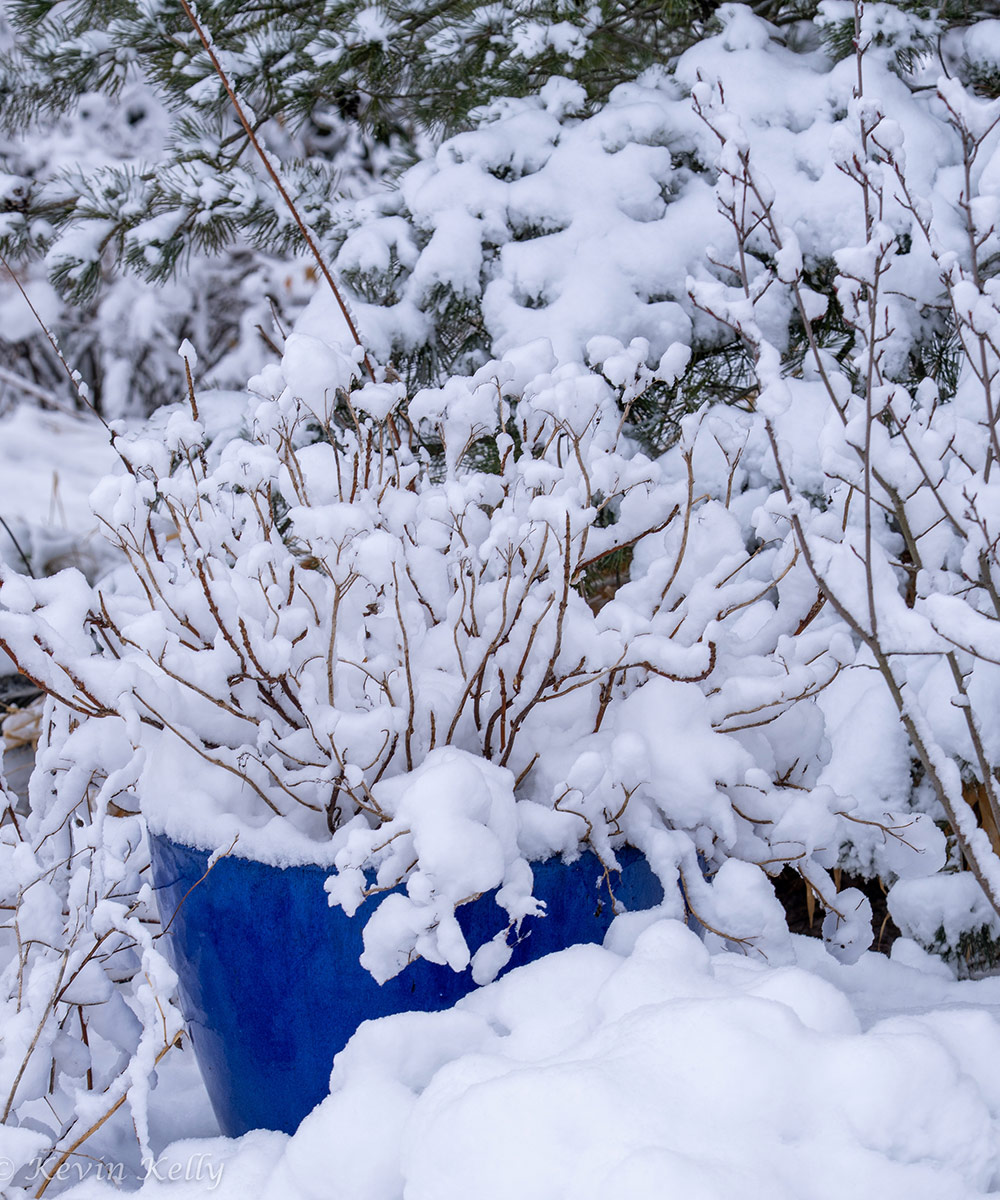 bright blue planter pot in snowy garden