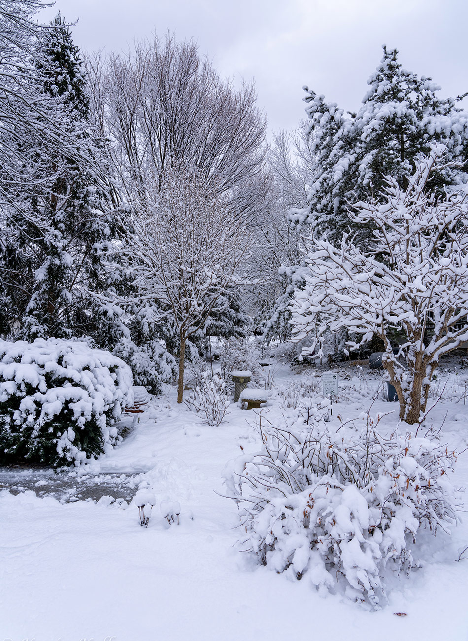 garden of trees and shrubs in winter