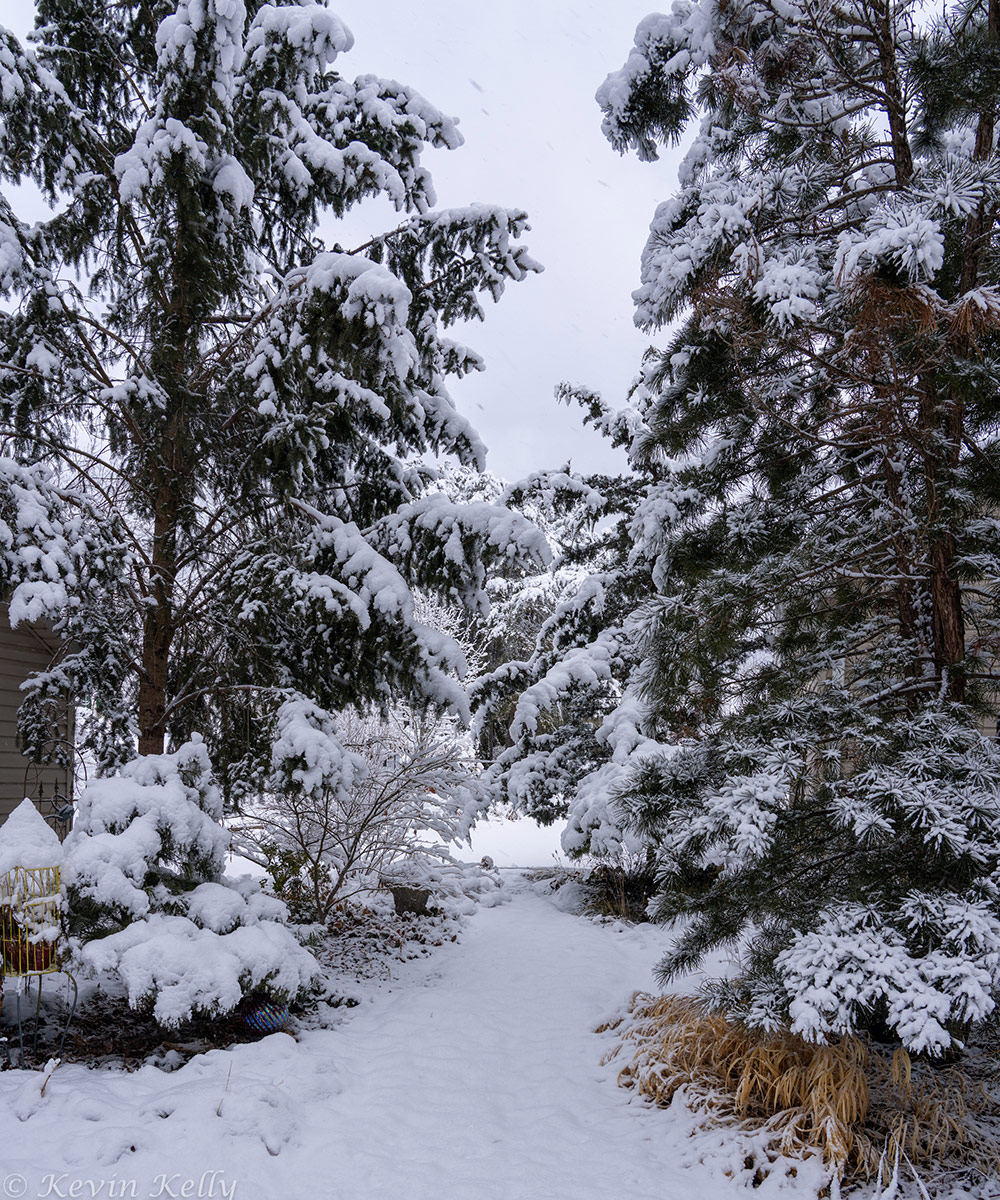 large conifers in winter