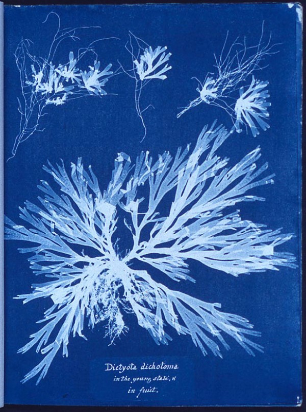 crazy plant ladies through the ages: women naturalists, botanists, and horticulturists who made history 3 a cyanotype image by anna atkins