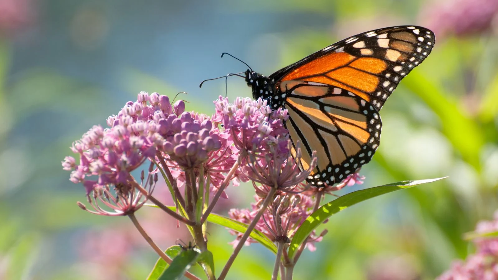 a close-up shot of a cluster of small pink colored blooms, with a monarch butterfly feeding on its nectar, all situated in a sunny area