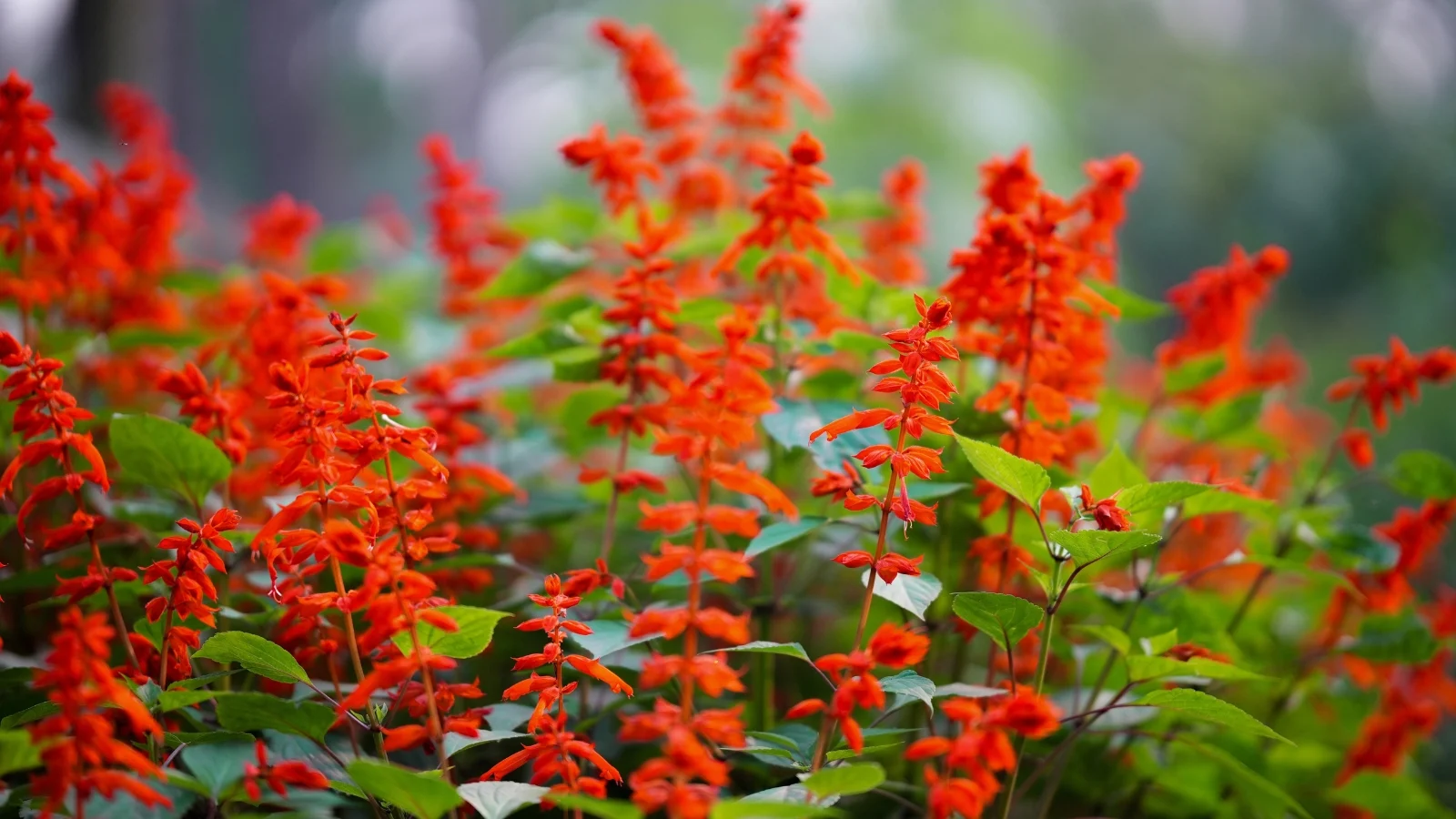 a composition of spikes of scarlet tubular blooms emerge above green, slightly serrated foliage, all placed in a well lit area outdoors