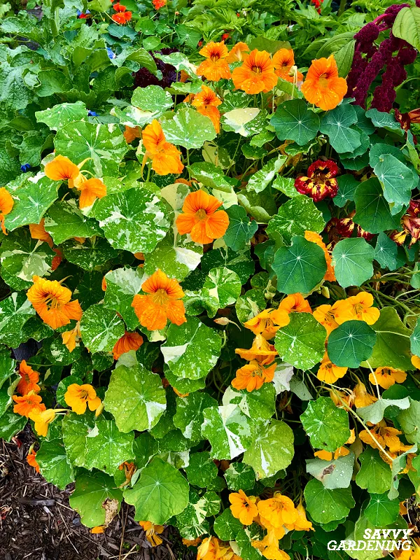alaska nasturtiums