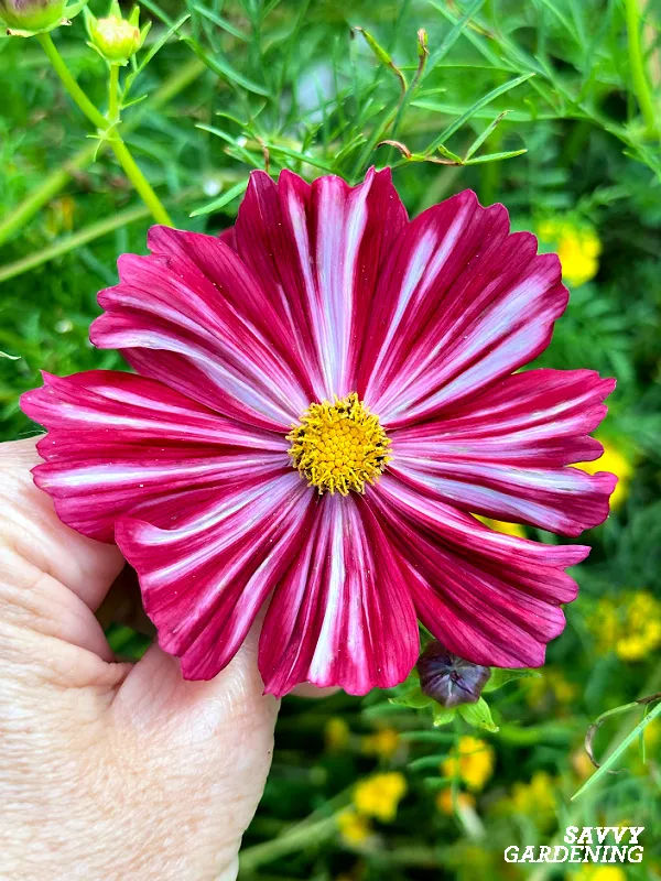 velouette cosmos