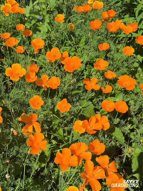 california poppies in a garden