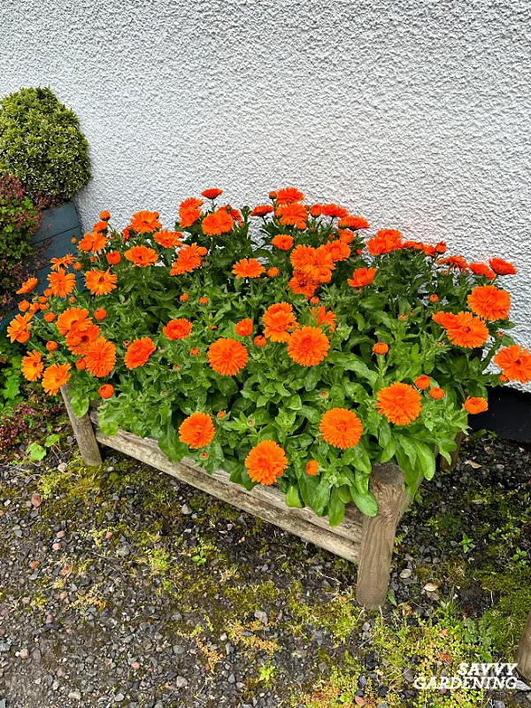 growing calendula