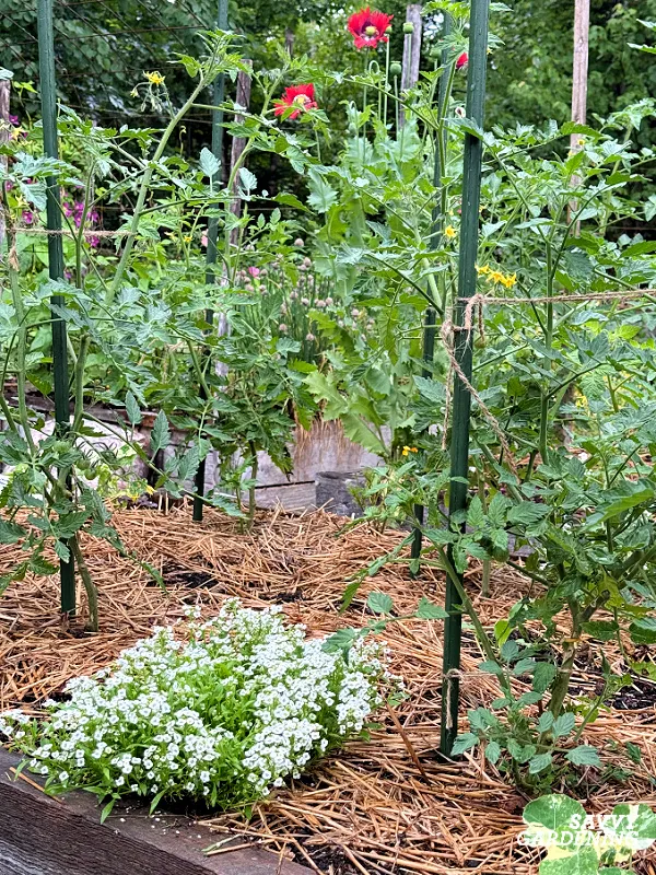 sweet alyssum is a fast growing flower