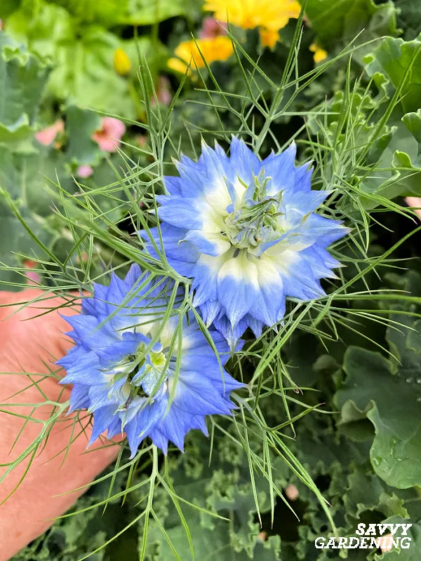growing love in a mist