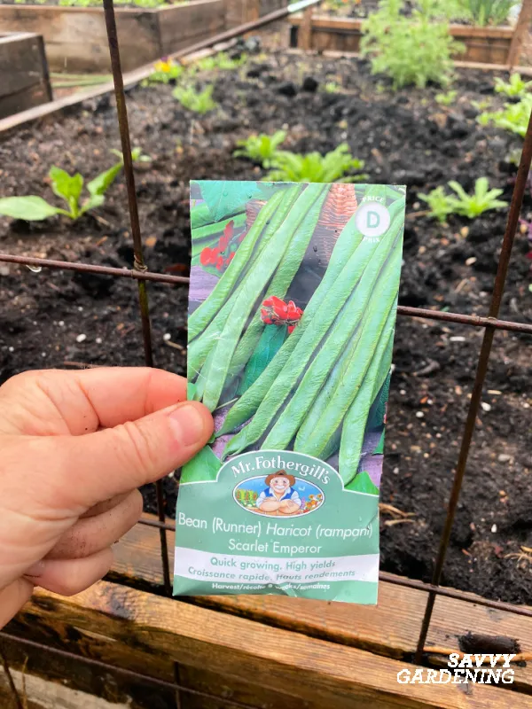 fast growing scarlet runner bean