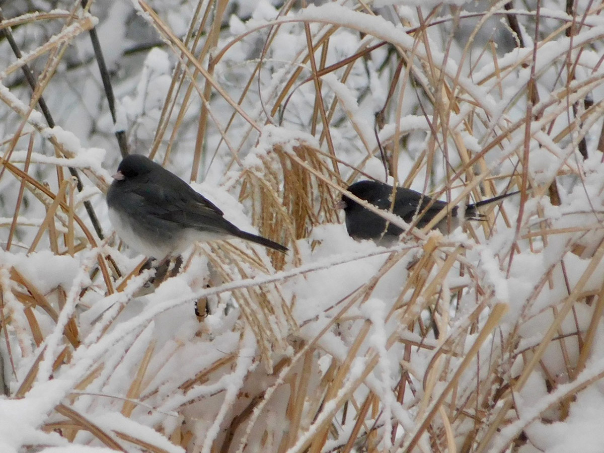 birds perched in golden ornamental grass in snowy garden