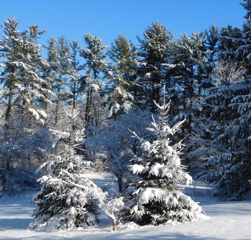 evergreen trees covered in snow