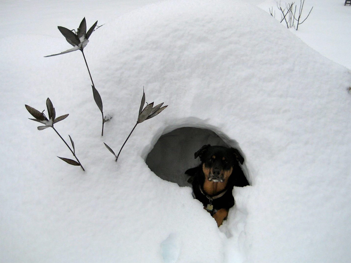 dog in pile of snow