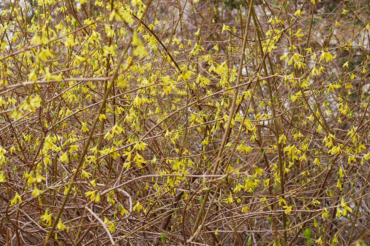 7 common reasons why forsythia fails to bloom 3 a close up horizontal image of a forsythia bush covered in bright yellow spring flowers, pictured on a soft focus background.