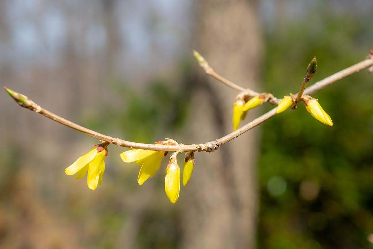 7 common reasons why forsythia fails to bloom 2 a close up horizontal image of a single branch of a forsythia bush with the buds just starting to open up in the springtime, pictured in bright sunshine on a soft focus background.