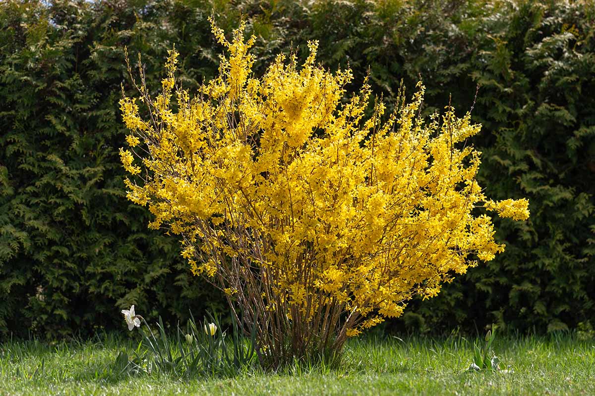 7 common reasons why forsythia fails to bloom 4 a close up horizontal image of a shrub with bright yellow flowers in full bloom in spring.