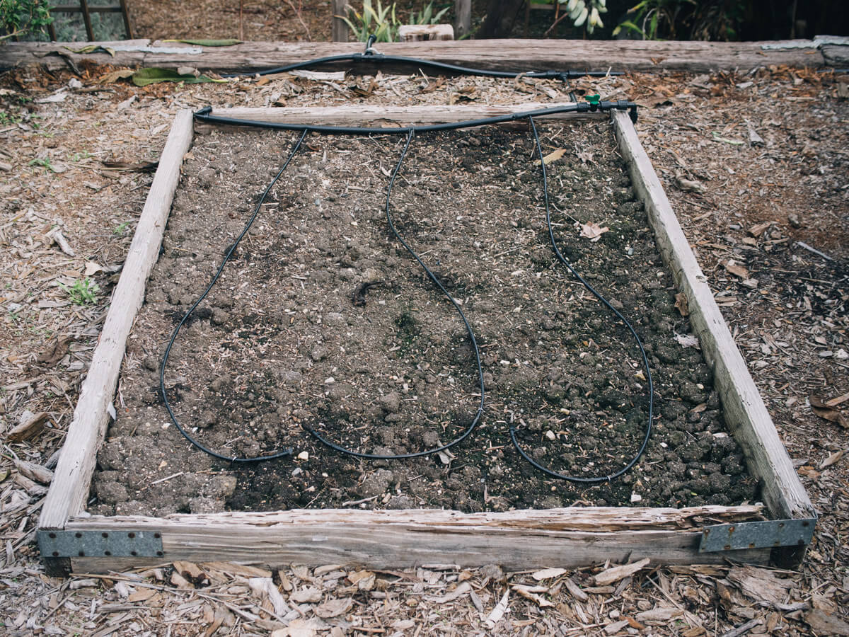 driplines in raised bed