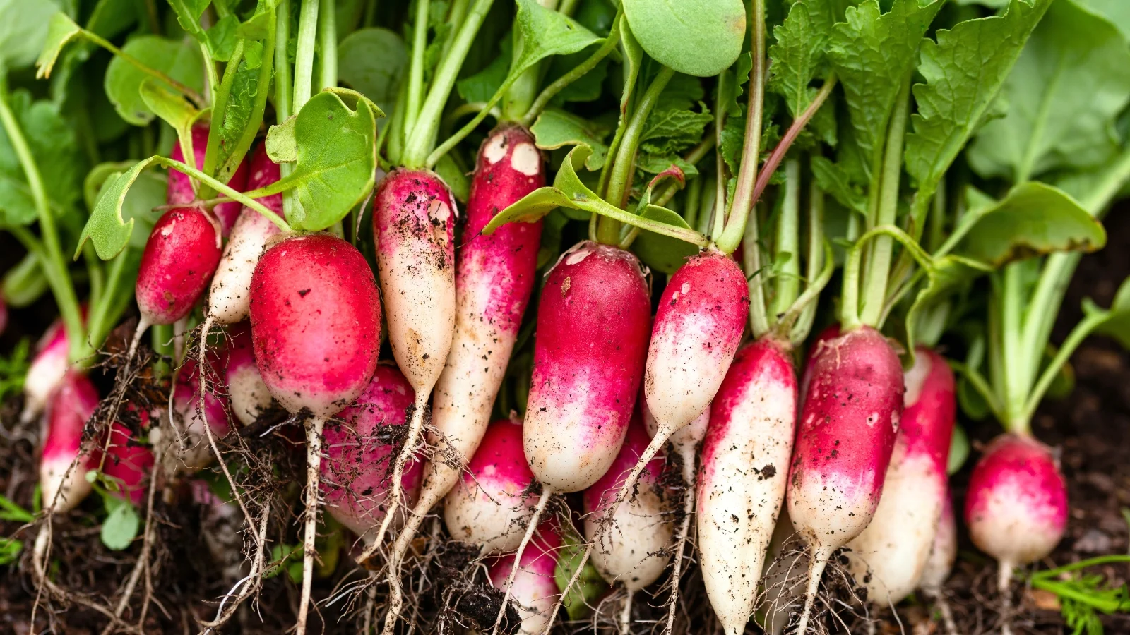 freshly harvested radishes display smooth, elongated red roots with tapered white tips, accompanied by vibrant green, slightly crinkled leaves.