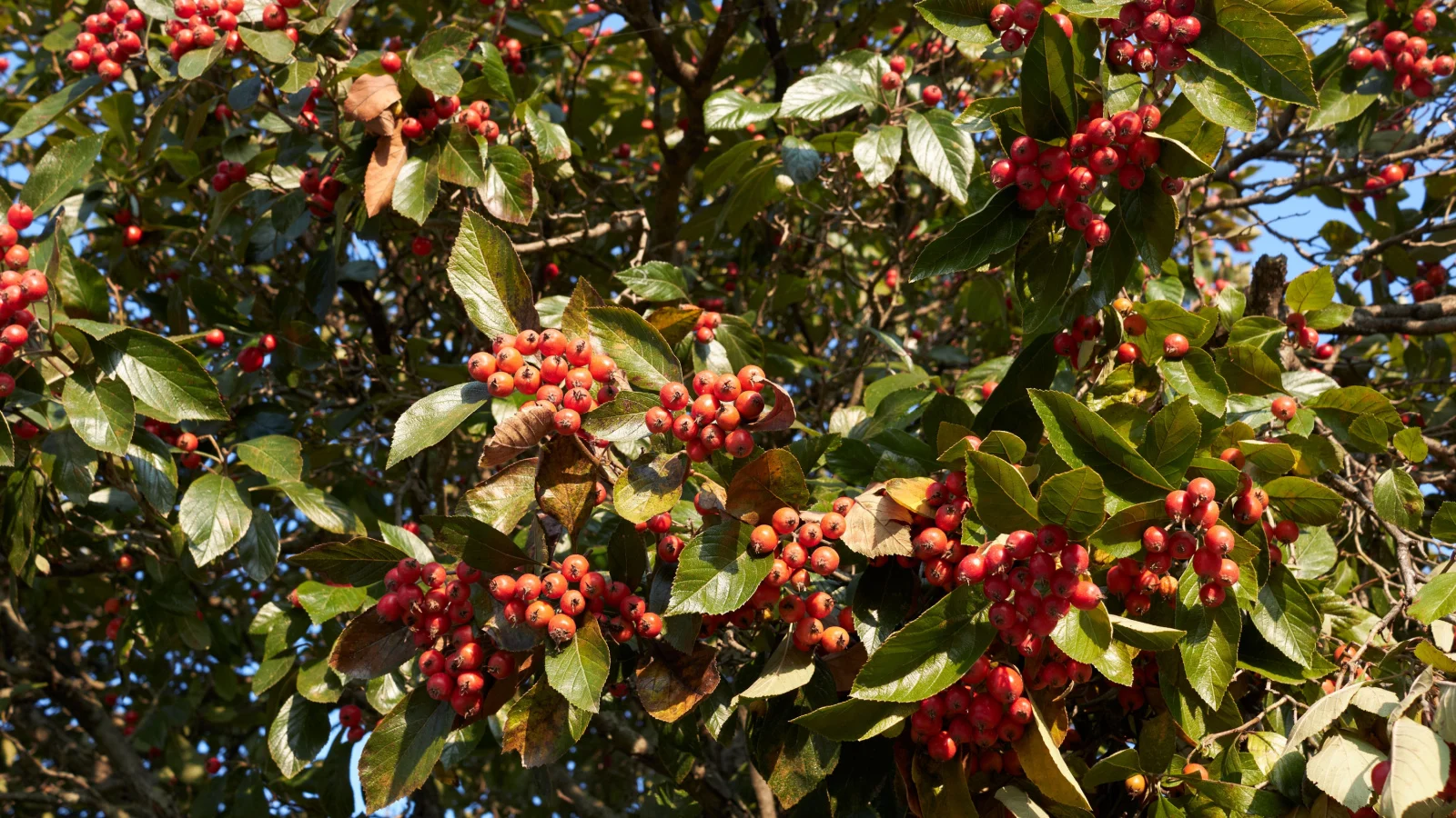 a sturdy branch with woody texture covered in vibrant green leaves and scattered red berries under sunlight