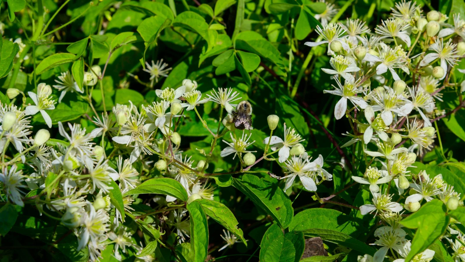 the plant features vigorous, climbing stems with compound leaves and produces clusters of small, creamy-white flowers.