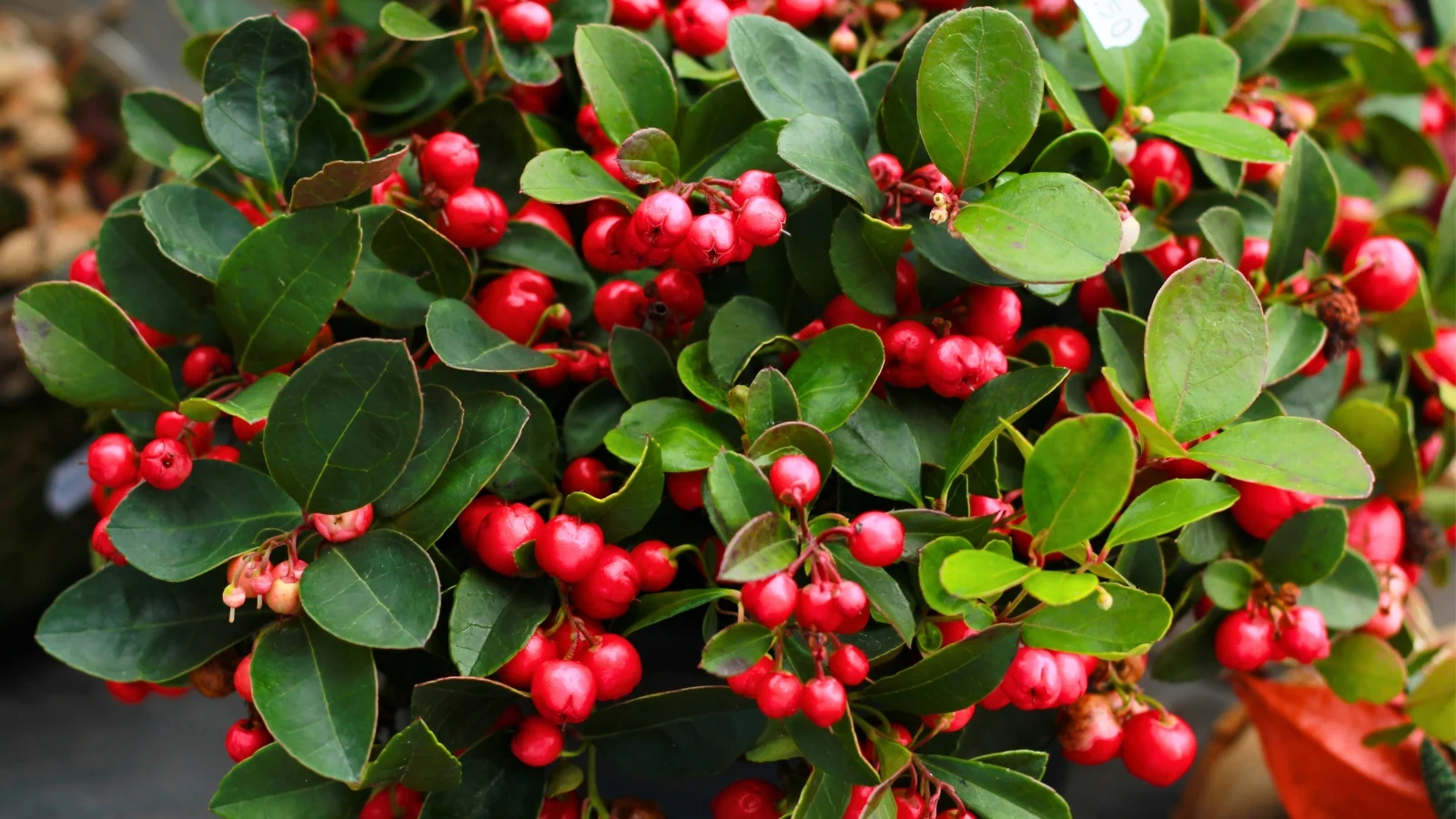 shiny, scarlet berries cluster densely among small, oval, dark green leaves.