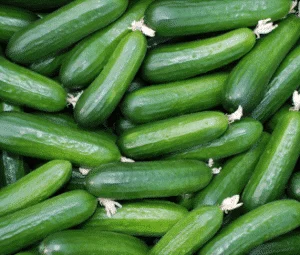 how to choose the right seed crop 6 seed crop