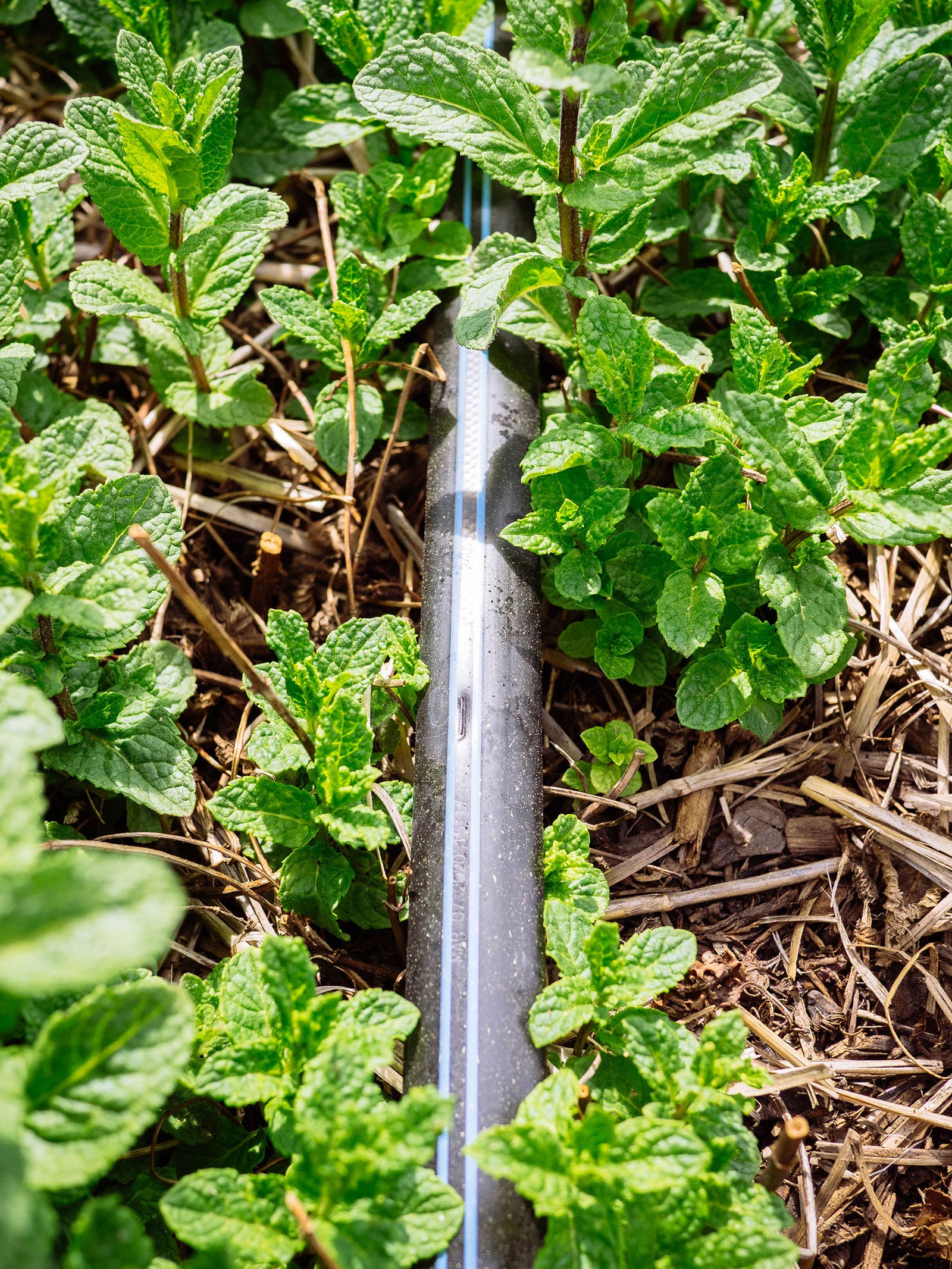 closeup of drip tape in a mint bed