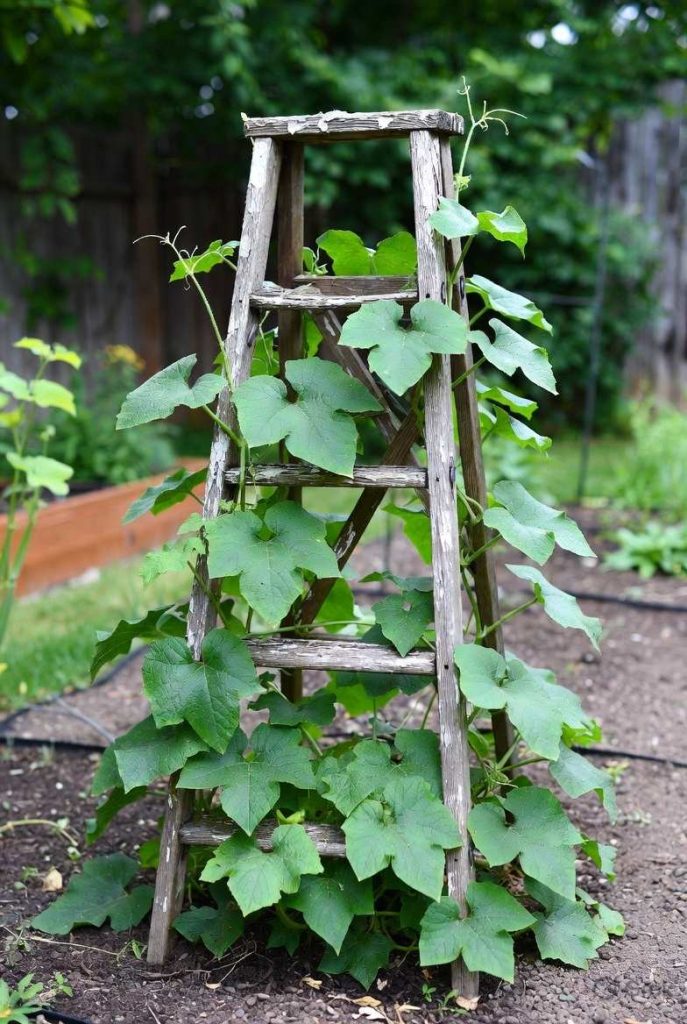 19 best plants to grow in april - vegetales & herbs 8 plants grow april