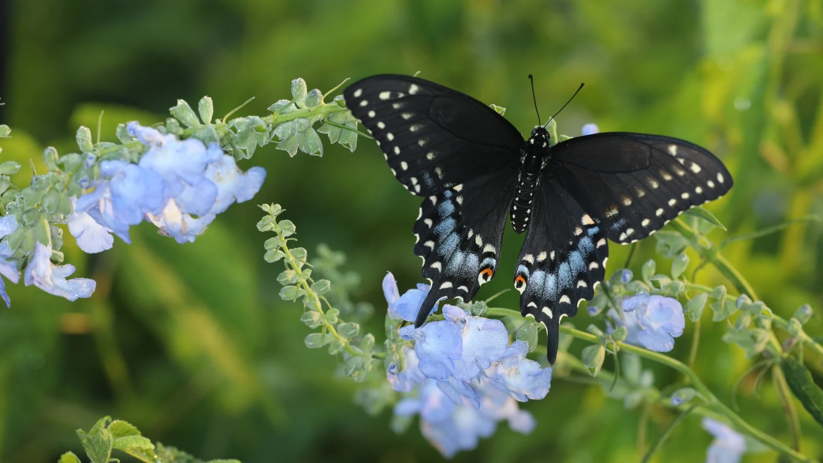 a female black swallowtail butterfly perched on a flower. the butterfly has striking black wings with yellow and blue markings, set against a natural background.