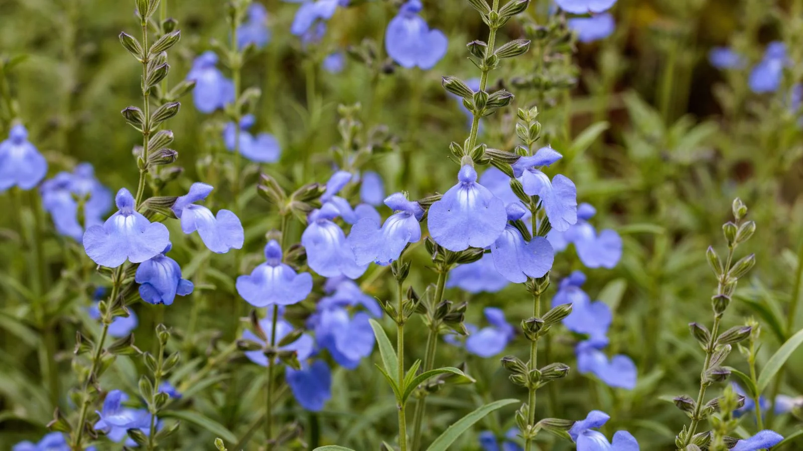 an area with lush blue sage, appearing to have lovely lush foliage and delicate petals under warm light