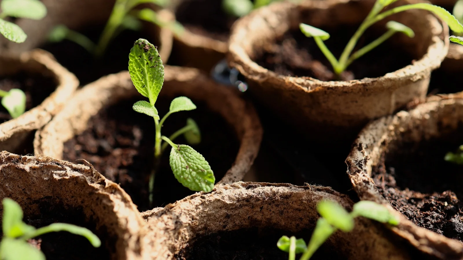 close-up of small seedlings with thin upright stems and several pairs of oval green leaves, in peat pots near a sunny window.