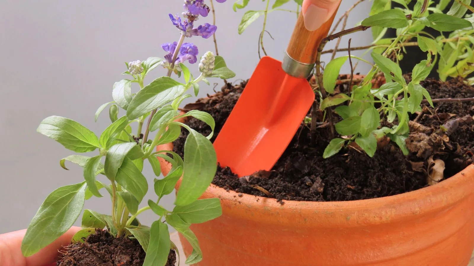 a blue sage seedling dug up and transplanted, with a trowel stuck into the dark brown soil inside an orange container