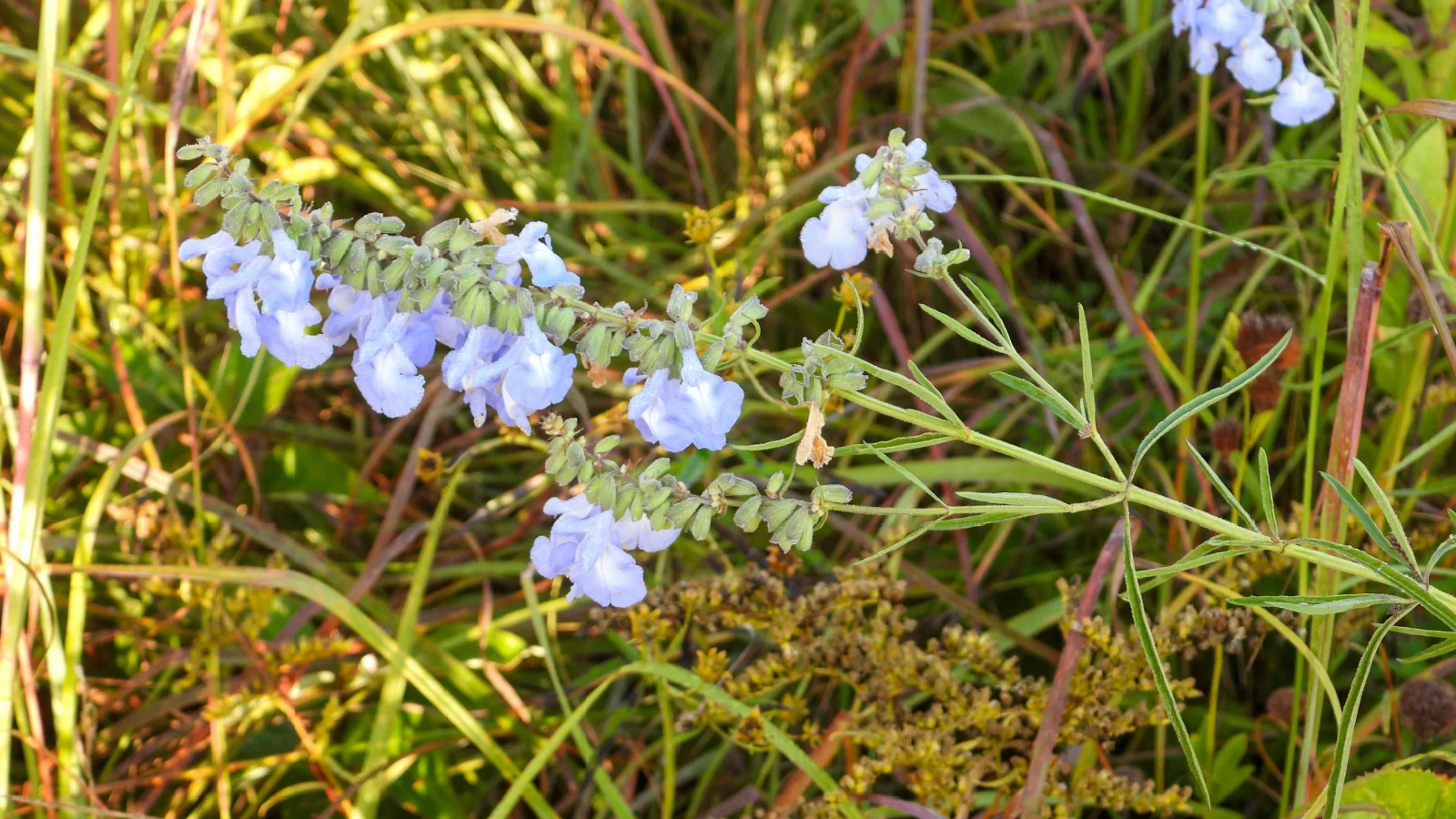 a closeup of blue sage plants having small delicate petals, appearing to grow somewhere dry without much water