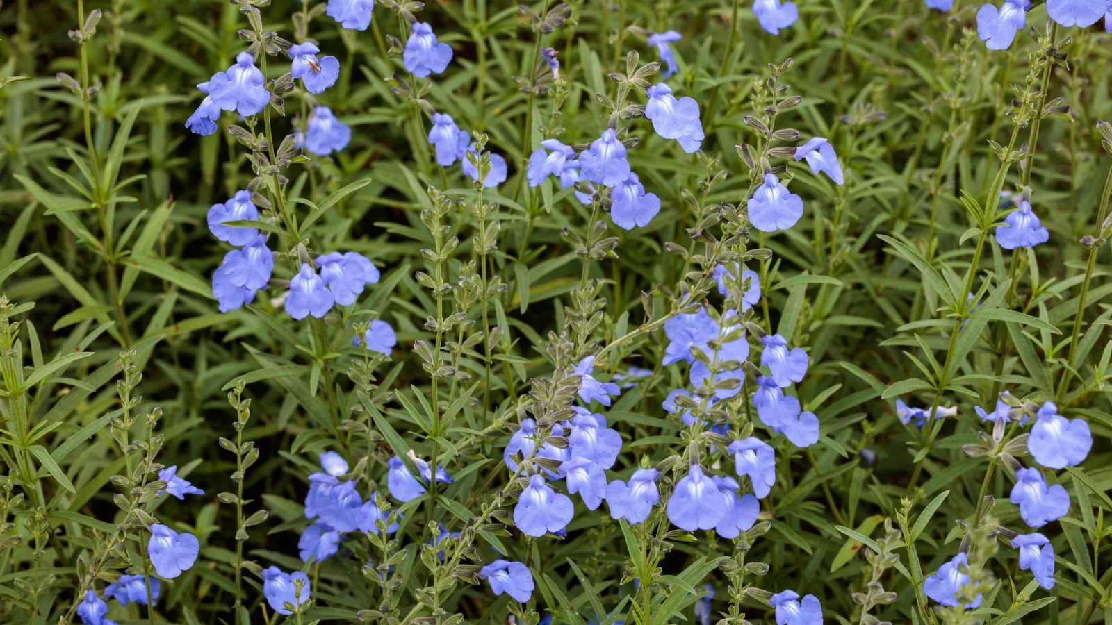 an area with countless blue sage plants appearing tall with flower spires, growing somewhere with sandy soil in the garden