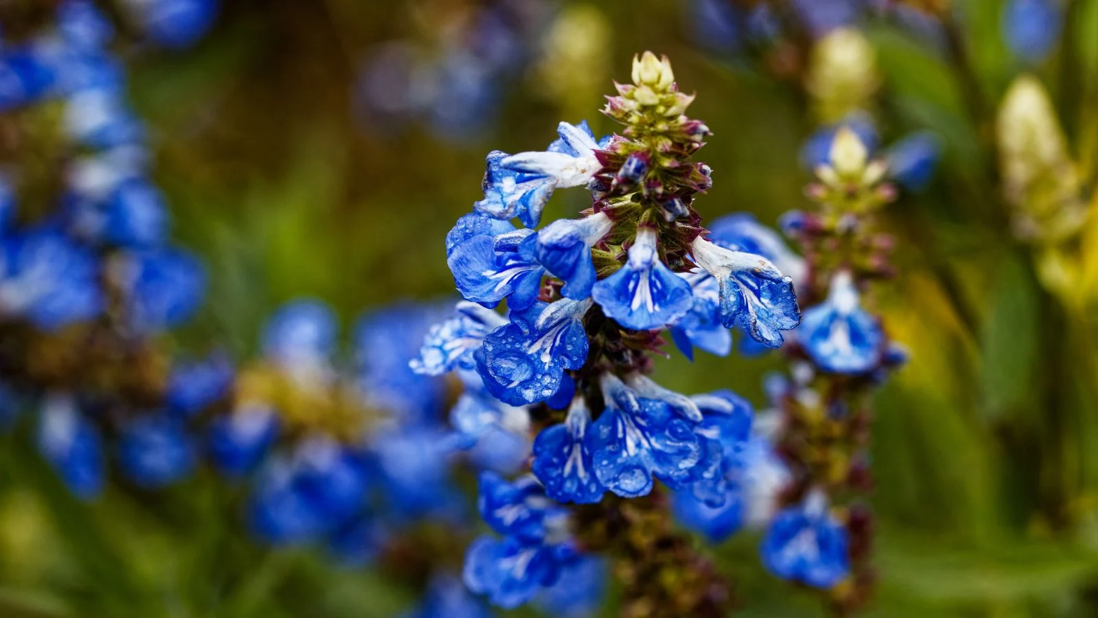 a close-up shot of blue colored flowers on tall spikes of the blue sage with delicate blooms and sturdy stems