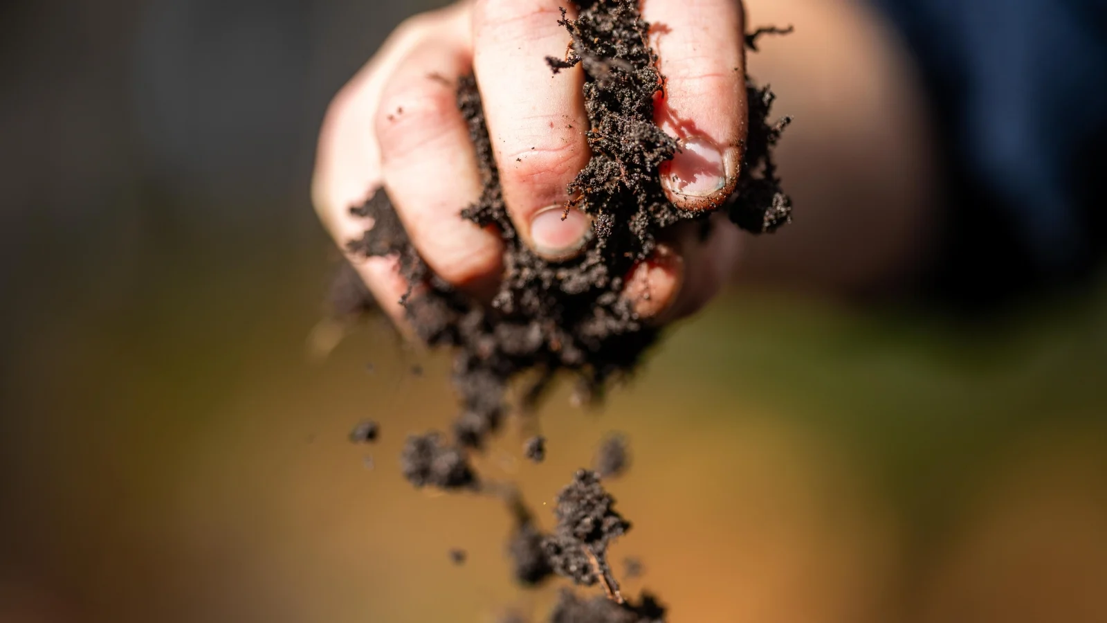 close-up of a man's hand pouring fresh black compost onto the grass in a garden.