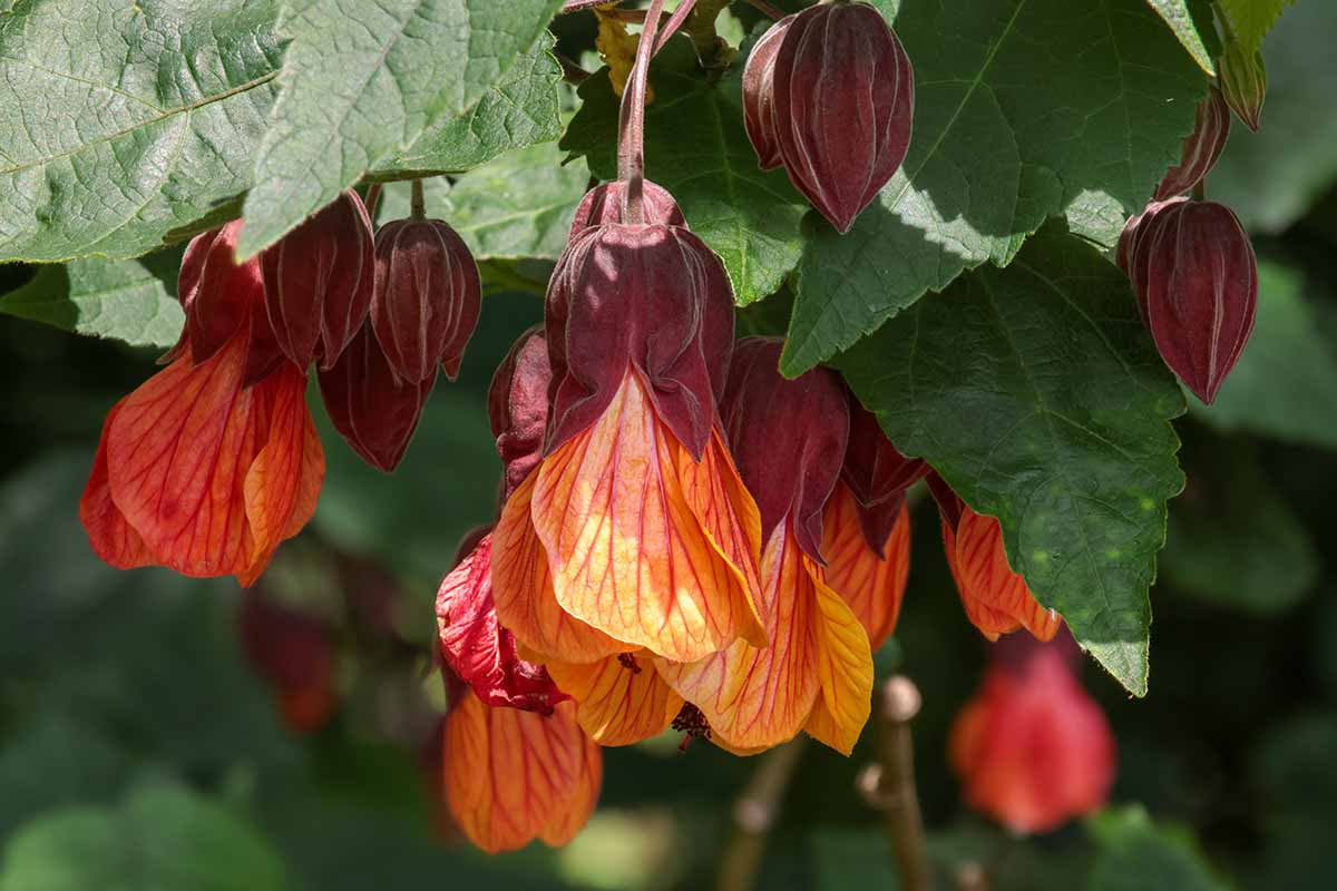 a close up horizontal image of red pendulous abutilon flowers growing in the garden.
