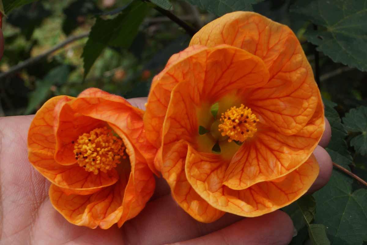 a close up horizontal image of a hand from the bottom of the frame holding orange abutilon aka flowering maple flowers.