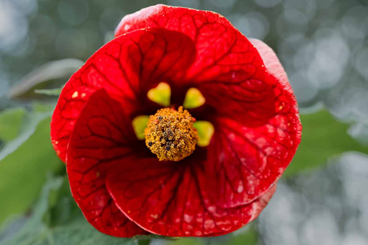 a close up horizontal image of a bright red flower pictured on a soft focus background.