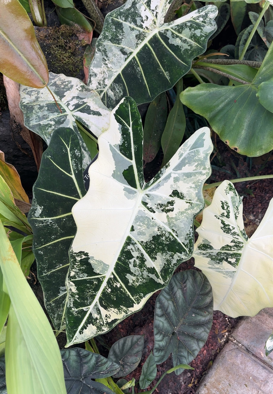 variegated tropical foliage