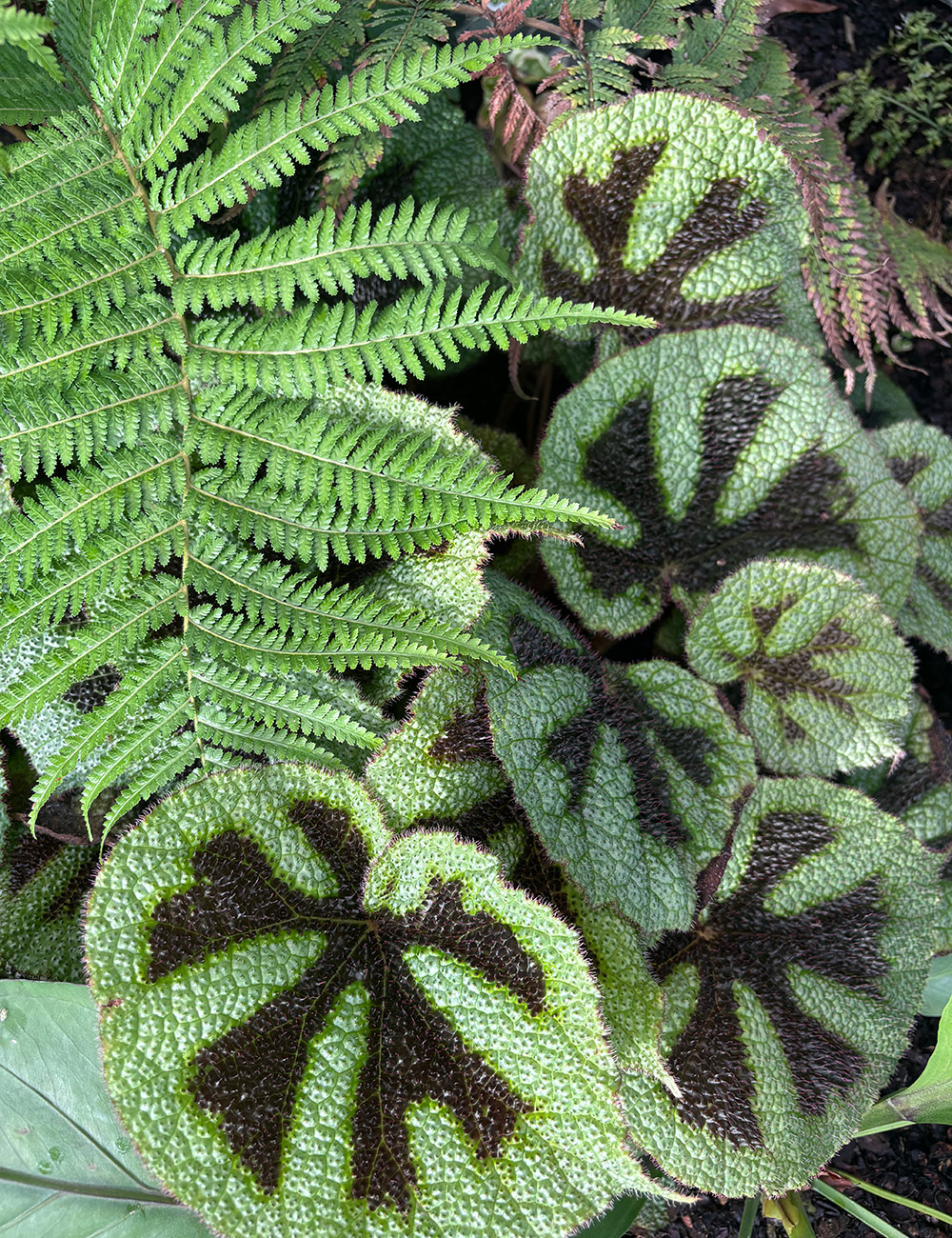 round foliage plant with fern frond