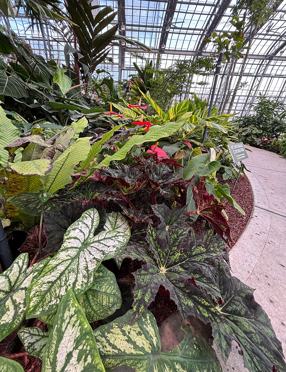 bed full of colorful tropical foliage plants