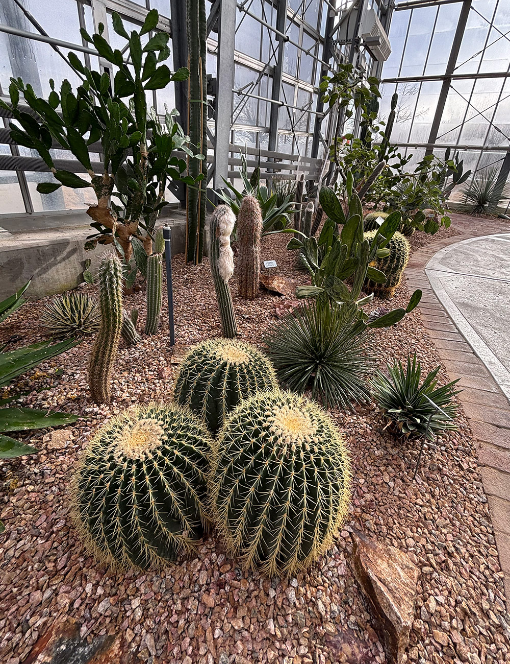 cacti garden in conservatory