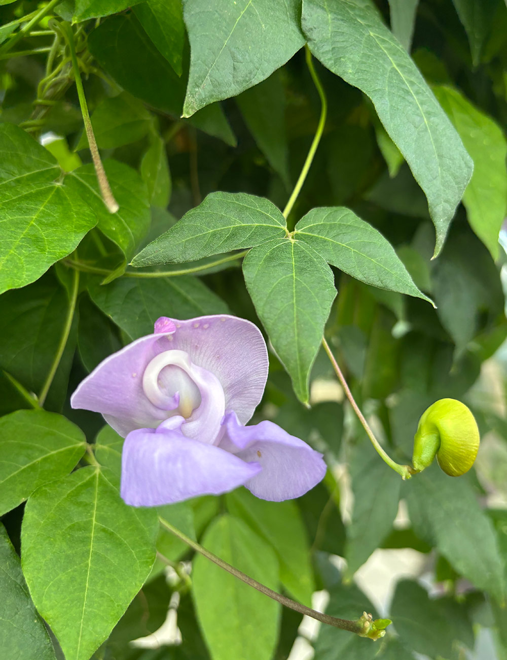 light purple flower on vine