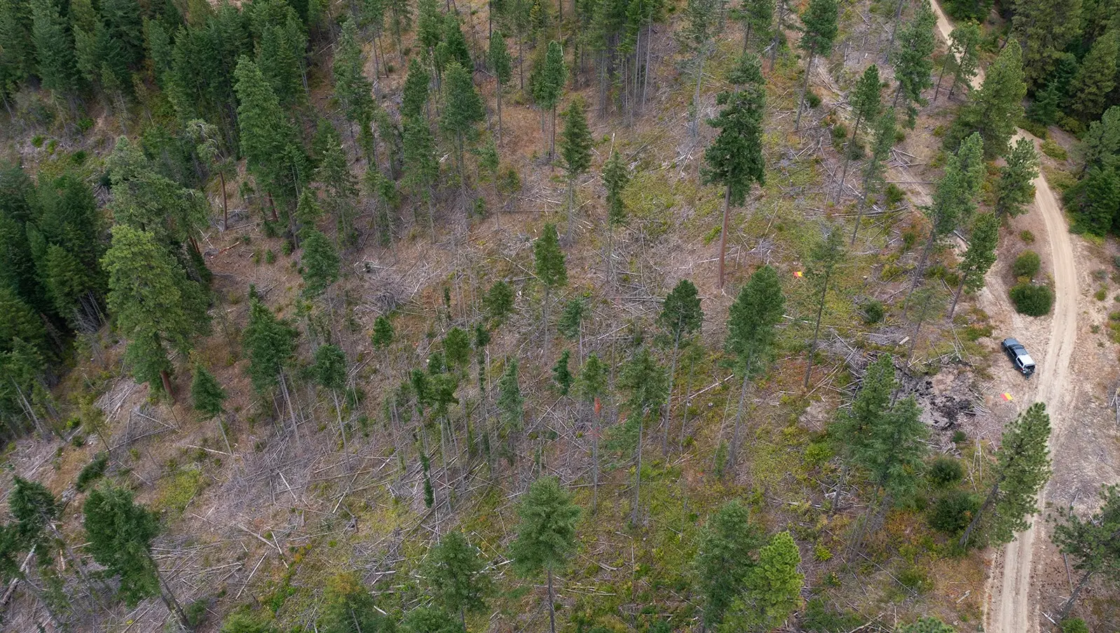 why thinning a forest could get you more drinking water