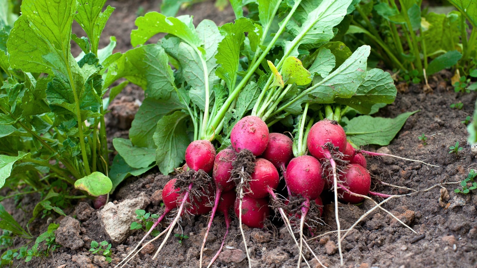 a bunch of freshly harvested radishes with small, round roots with smooth, vibrant red skin and crisp white flesh are topped with delicate, green leaves, lying in a garden bed.