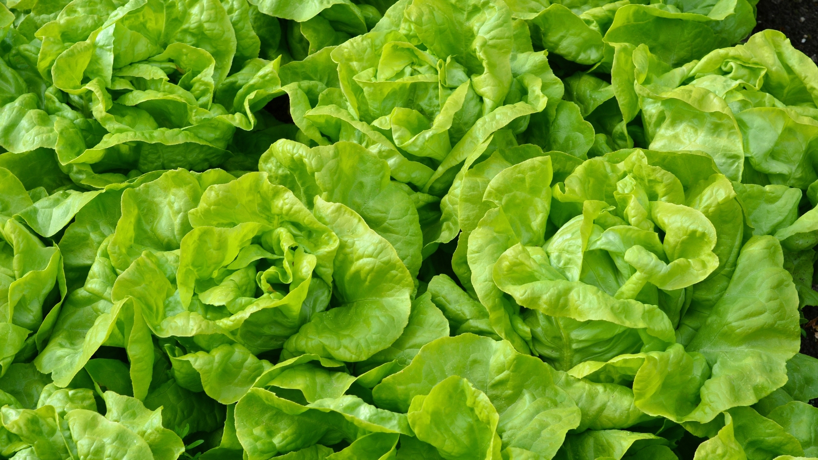 several full heads with smooth, spoon-shaped green leaves that form a loose, compact rosette of the buttercrunch variety of leafy crops