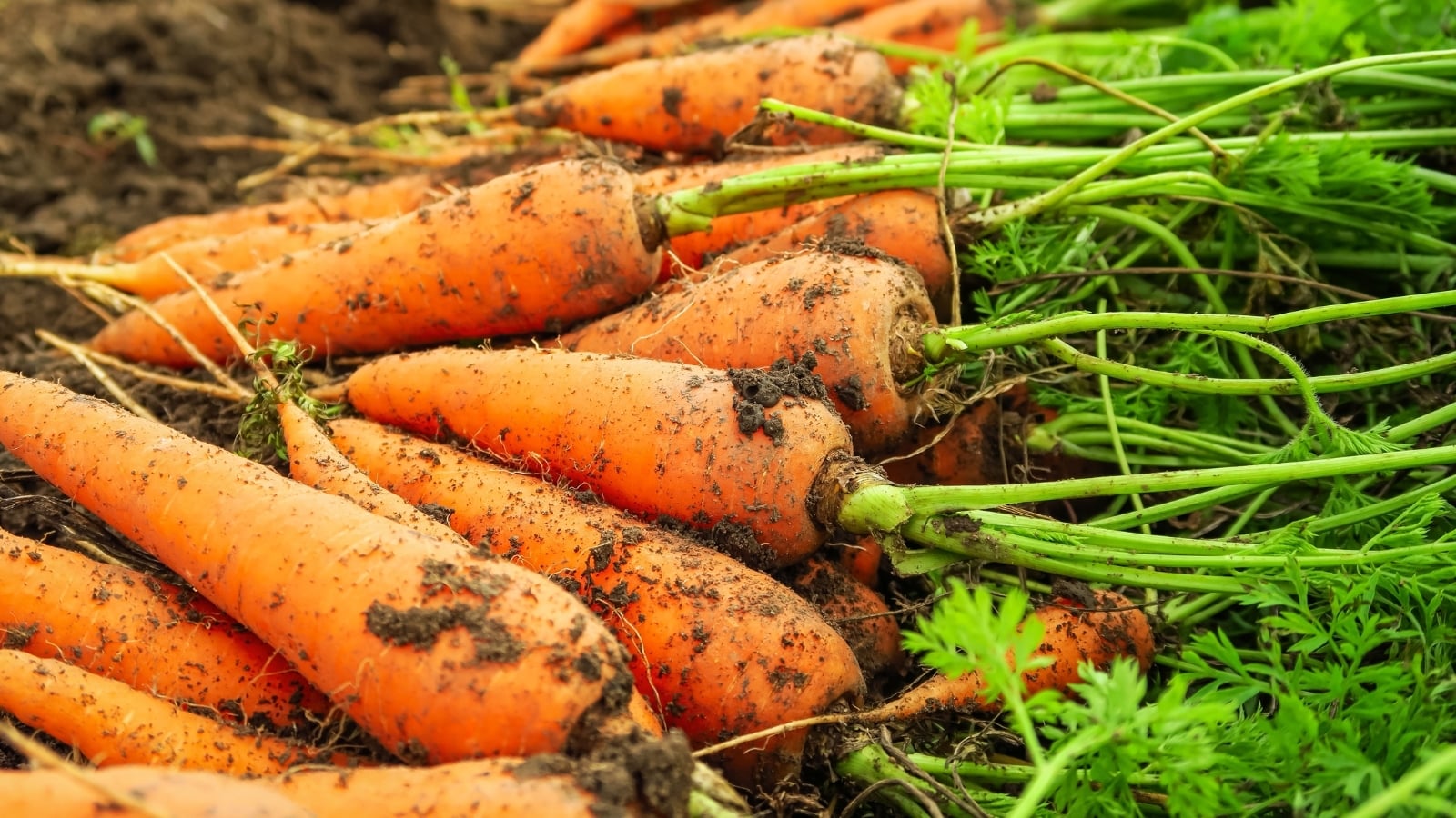 a bundle of freshly harvested orange taproots with pointed tips lies on the ground, still attached to leafy green tops with delicate, fern-like leaves.