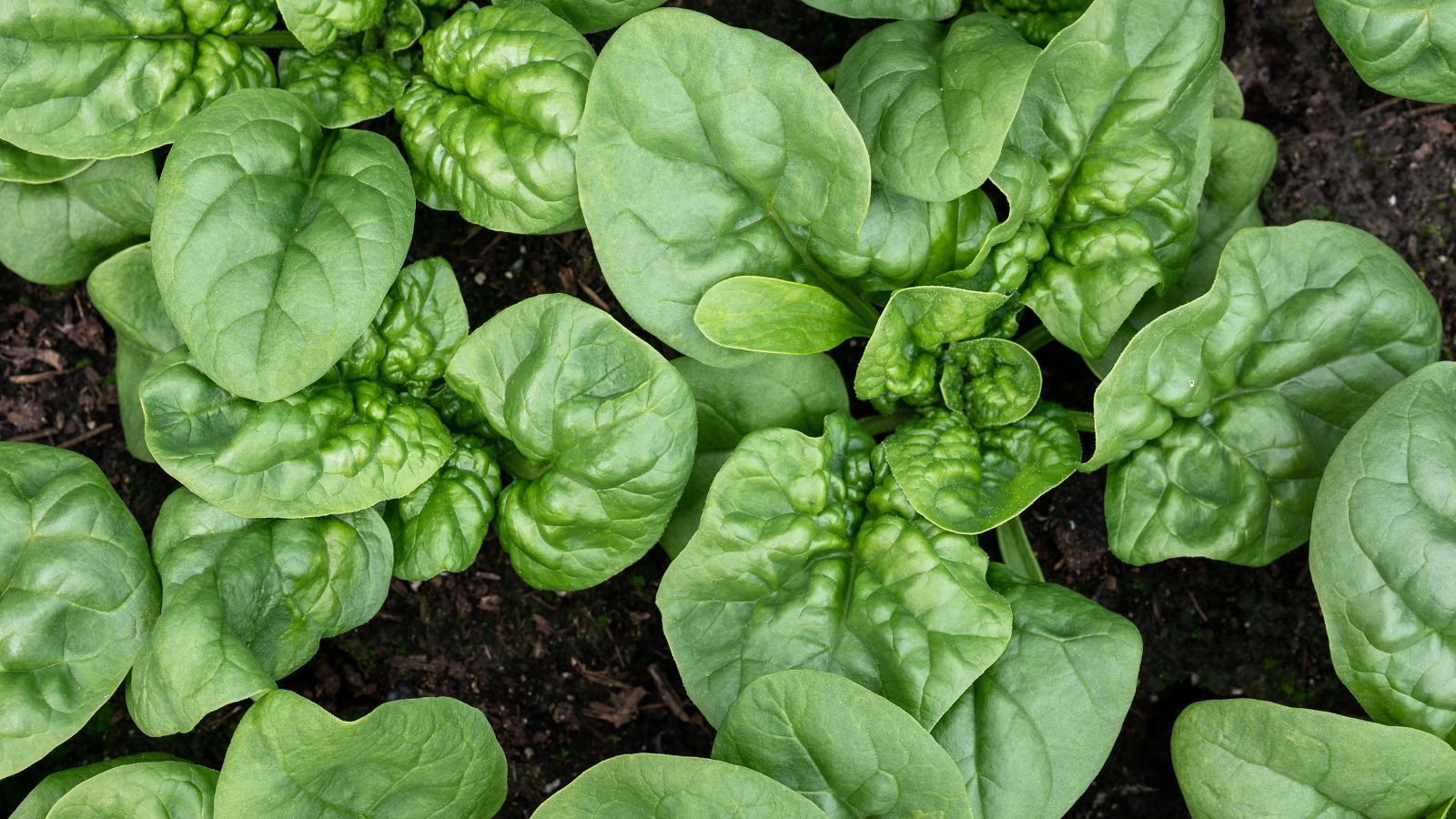 an overhead and close-up shot of a small composition of green leafy crops, planted in rich soil, in a well lit area outdoors
